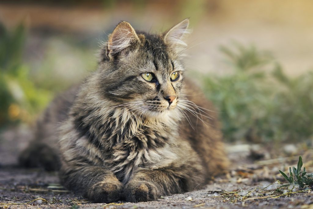 Pet cat in nature.