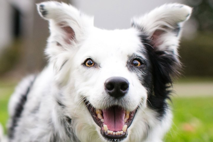 Border Collie Trained to Recognize 1,022 Nouns Dies - The New York Times