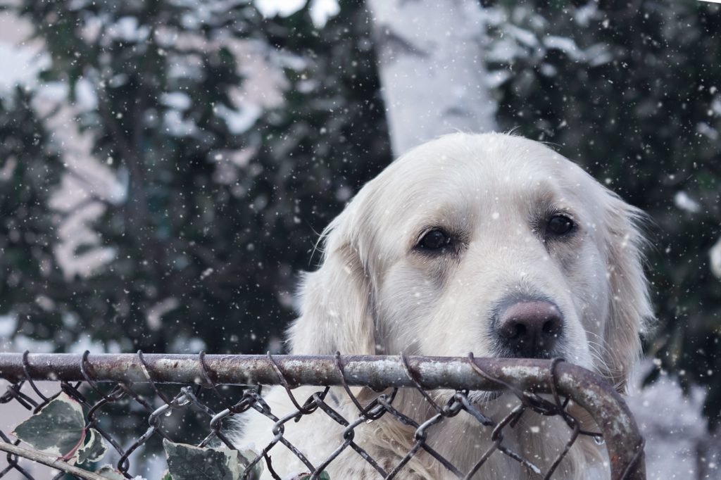 white dog at a fence
