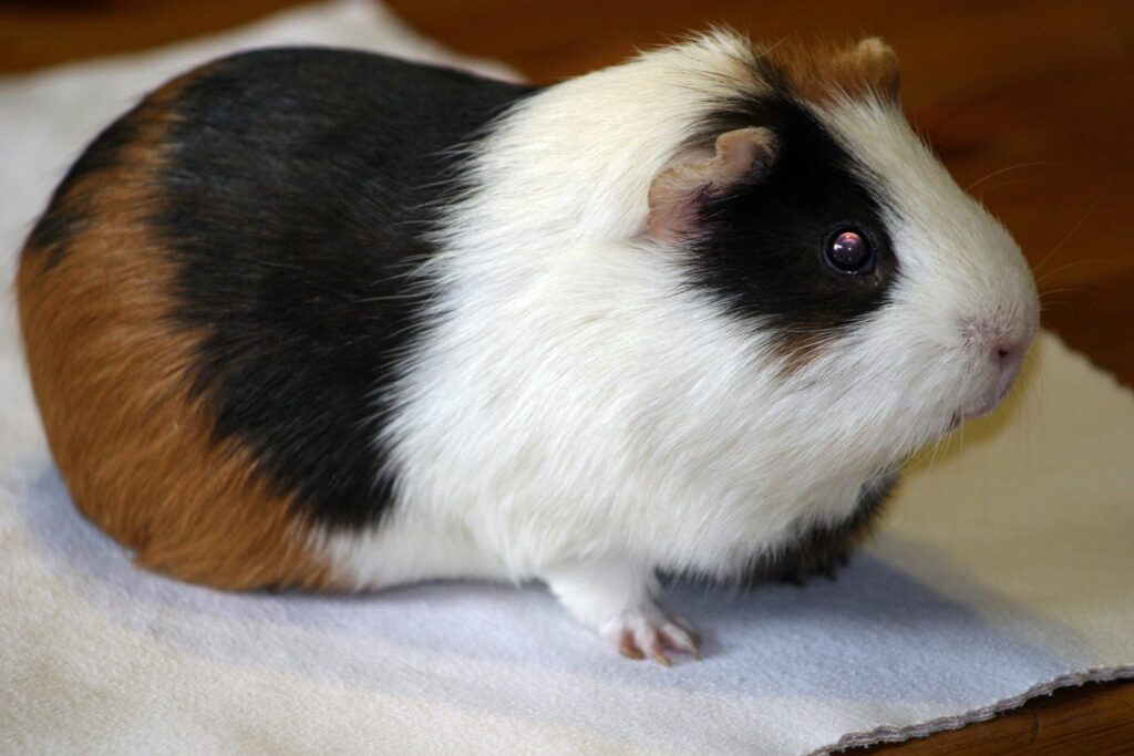 house guinea pig