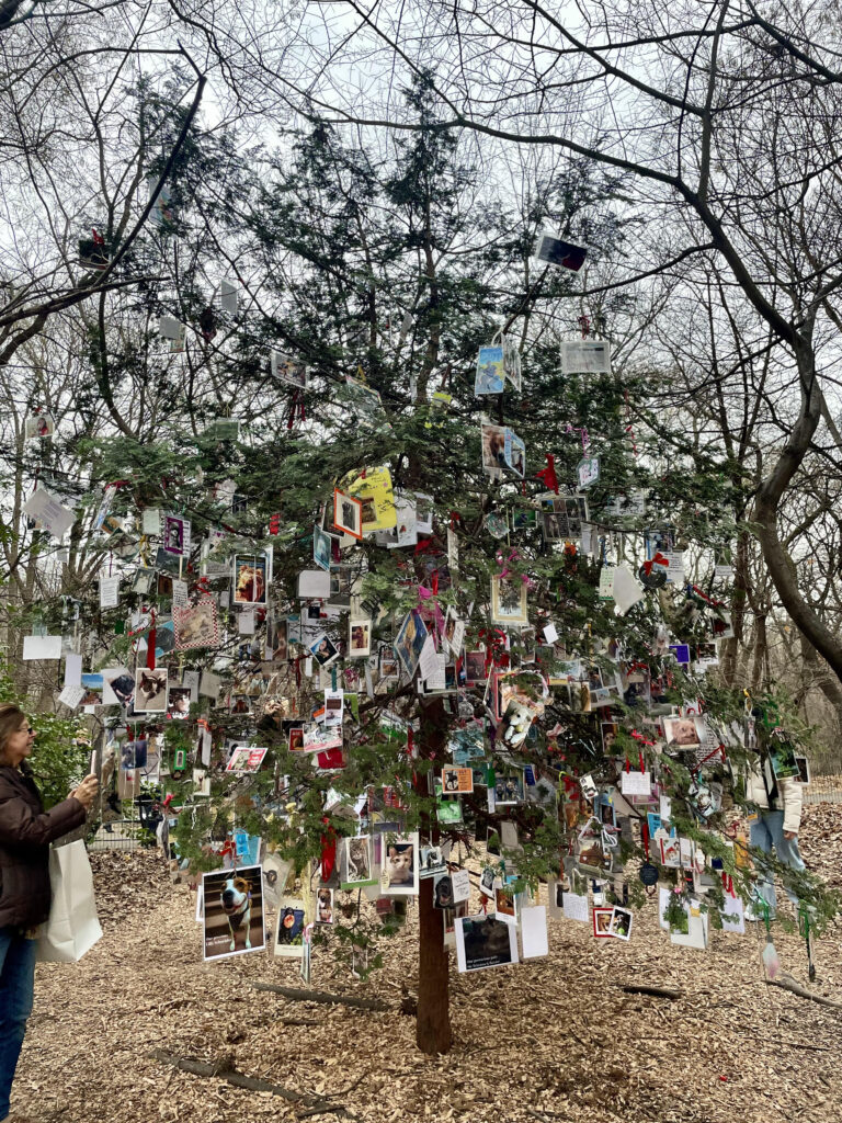 Pet Memorial Tree in Central Park, New York City