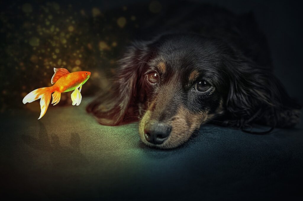 Pet dog and goldfish.