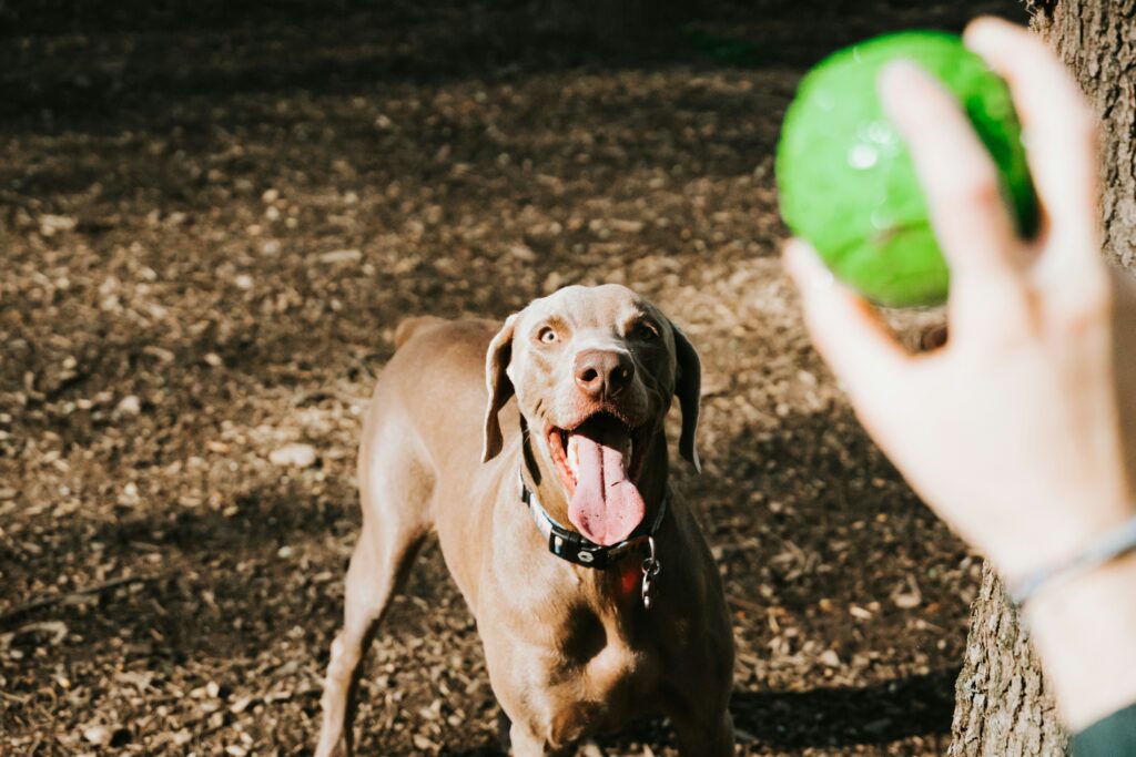 Dog and tennis ball